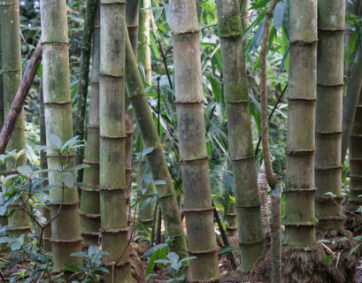 bambu-economia-verde5