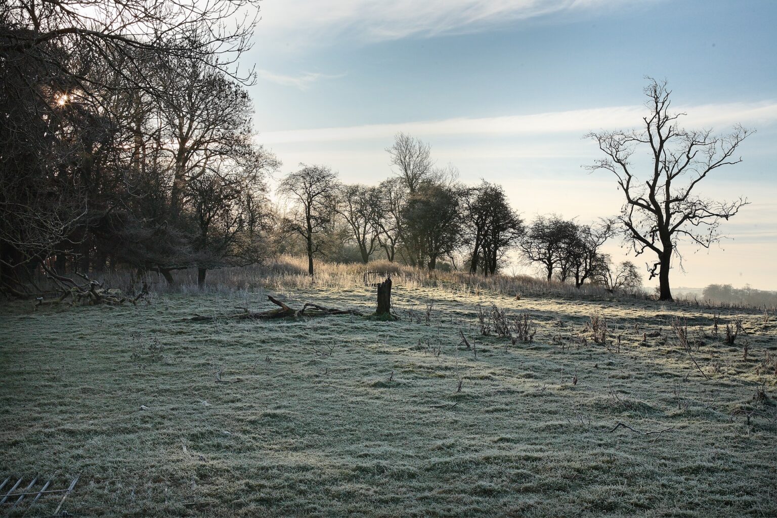 Programa mexicano de reforestación incentiva deforestación reforestacion-deforestacion