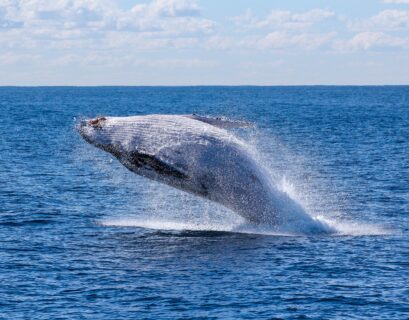 BALLENA OCÉANOS