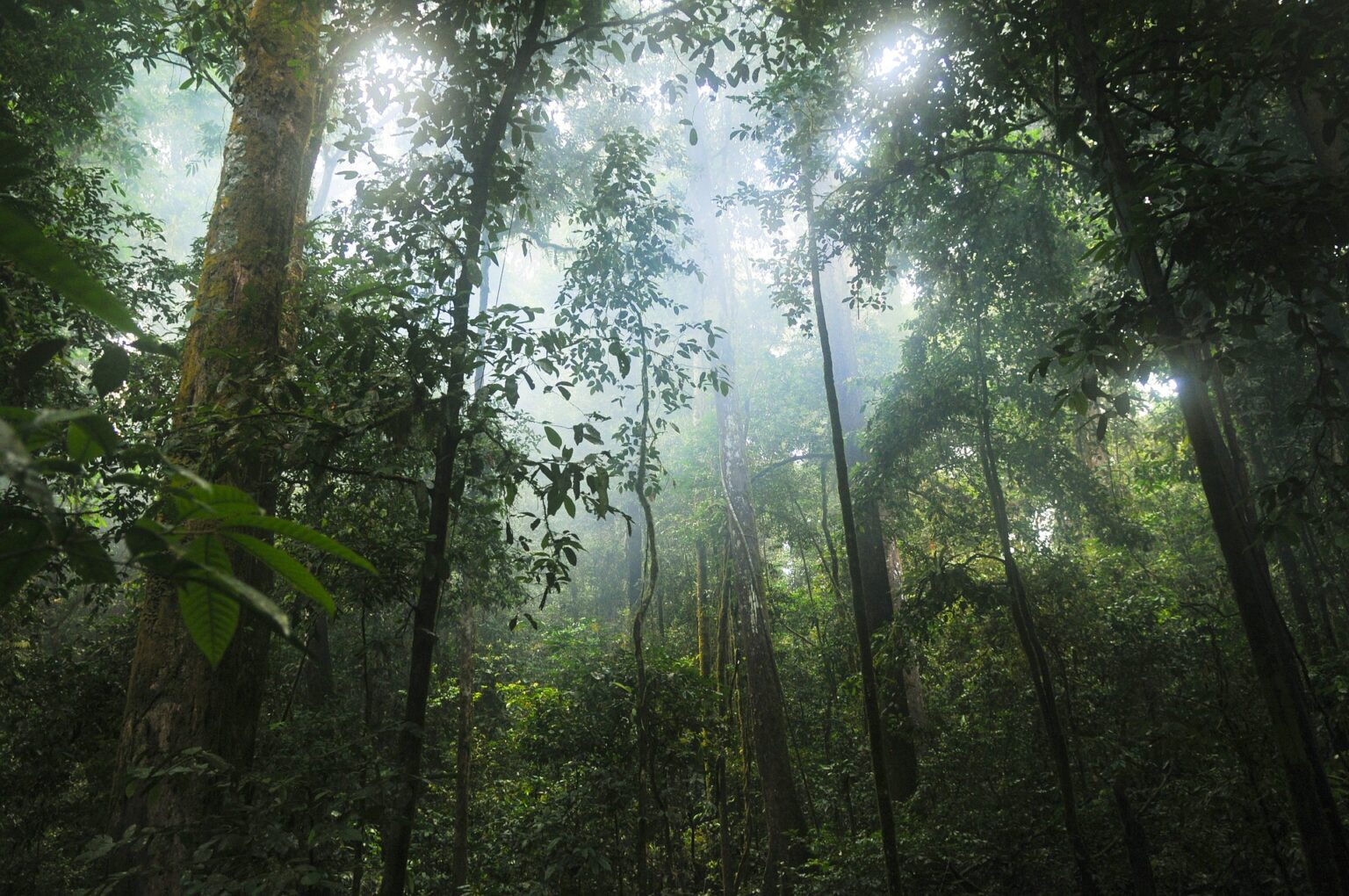Capacidad de bosques tropicales de absorber CO2 baja, reveló la NASA bosques CO2