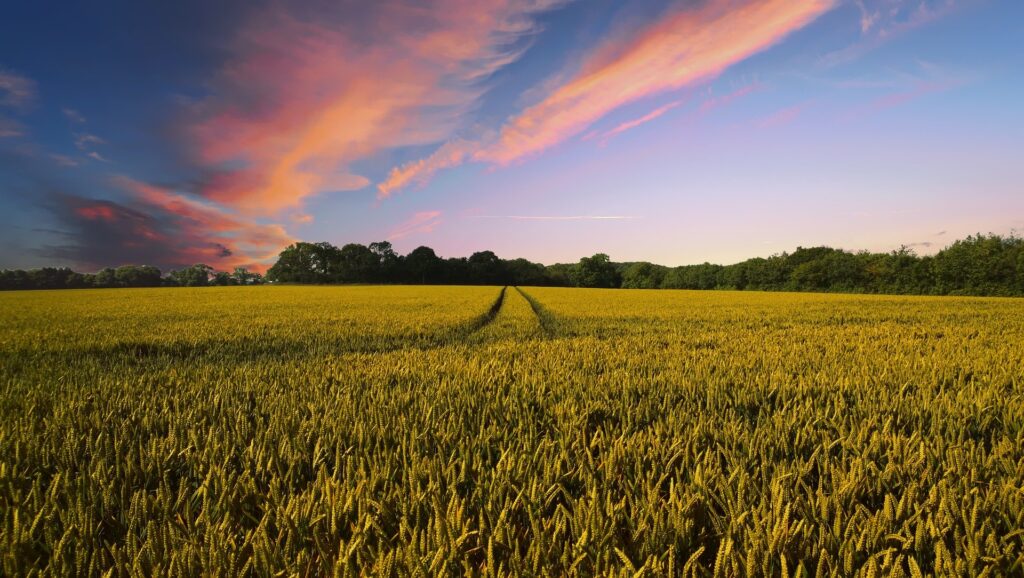 agricultura