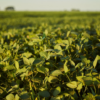 BIODIESEL
