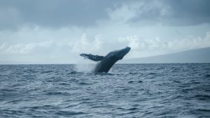 Organizaciones ambientales demandan frenar el Proyecto Saguaro en el Golfo de California y piden proteger a las ballenas.