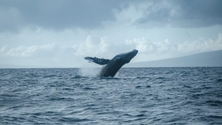 Organizaciones ambientales demandan frenar el Proyecto Saguaro en el Golfo de California y piden proteger a las ballenas.
