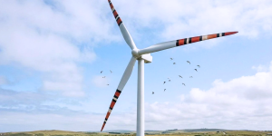 Aerogeneradores con patrón aposemático frenan colisiones y salvan fauna