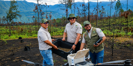 Tecnología de semillas impulsa reforestación en bosques michoacanos