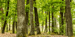 Energía fotovoltaica impulsa inversión para proteger el bosque